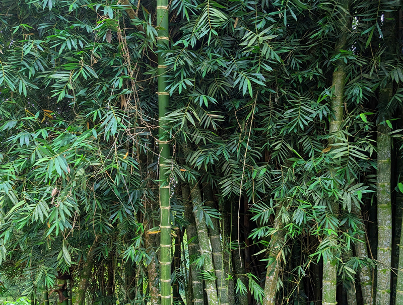 Bambus.jpg