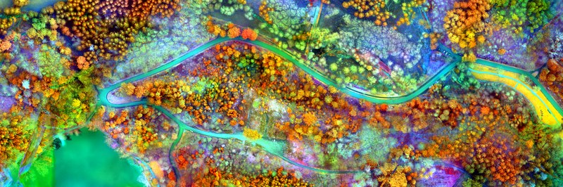 1_Meyer_Adrian_The_Hidden_Forest header.jpg