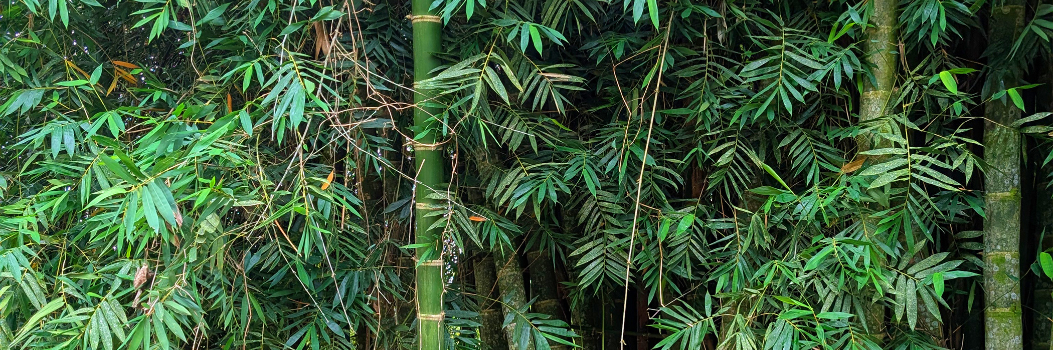 Ausstellung «Material matters: Bambus»