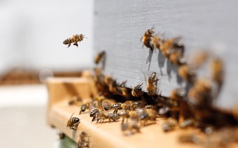 Wie gross ist der Einfluss von Pestiziden und Feinstaub auf Bienen?
