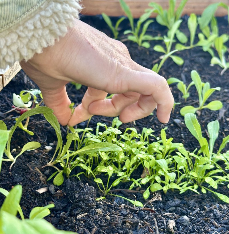 251103_Setzlinge ausdünnen_Studierende PH.jpg