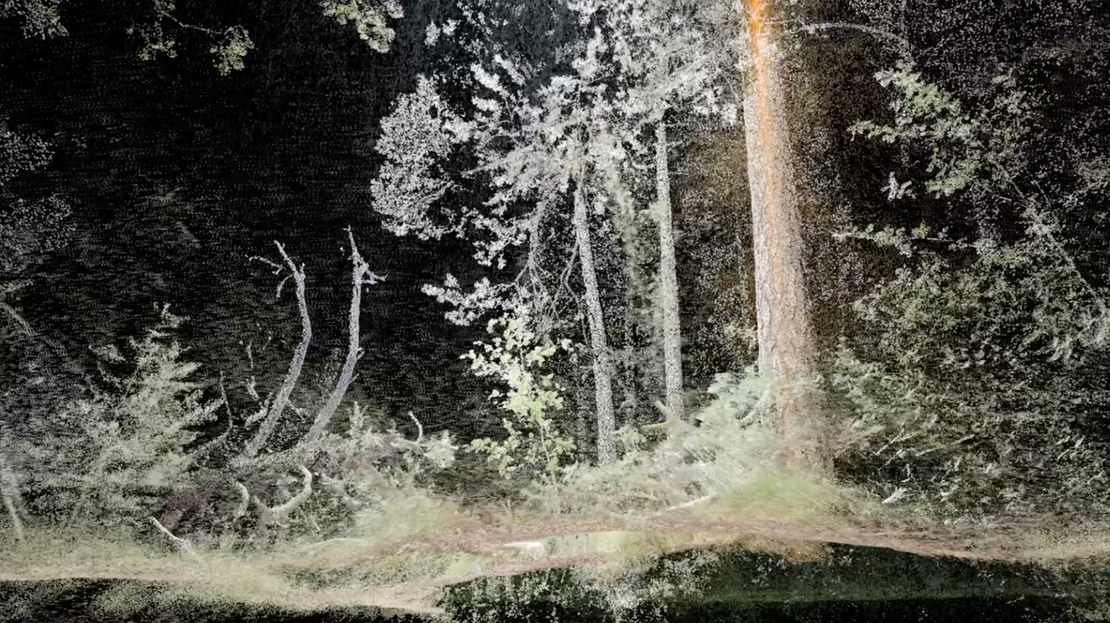 _____002-VR-forest.jpg