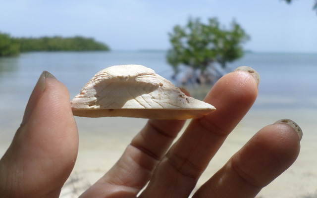 teaser_pnp_caribbean_eso_inside.jpg