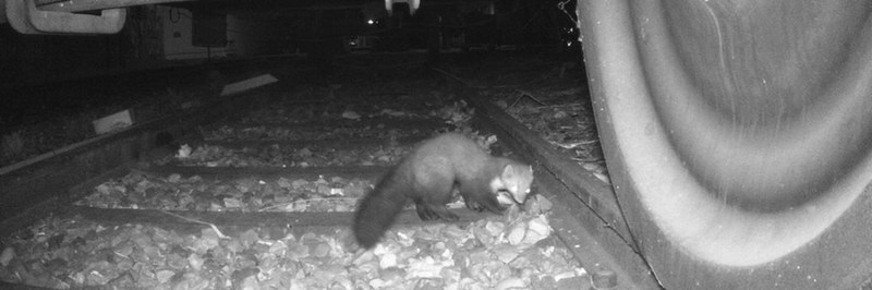 wildcam_header.jpg