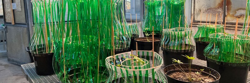 Plants_symposium_header.jpg