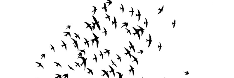 BIRD_header.jpg