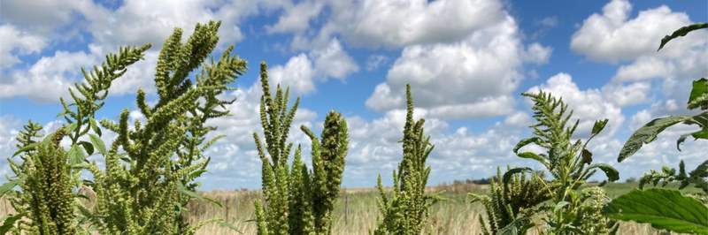 plants_header.jpg