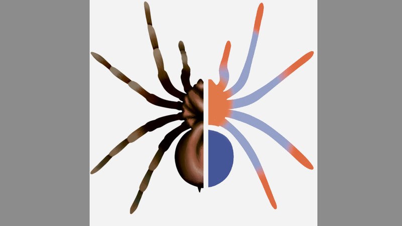 06_Spinne.jpg