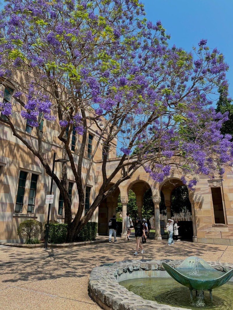UQ_areal.jpeg