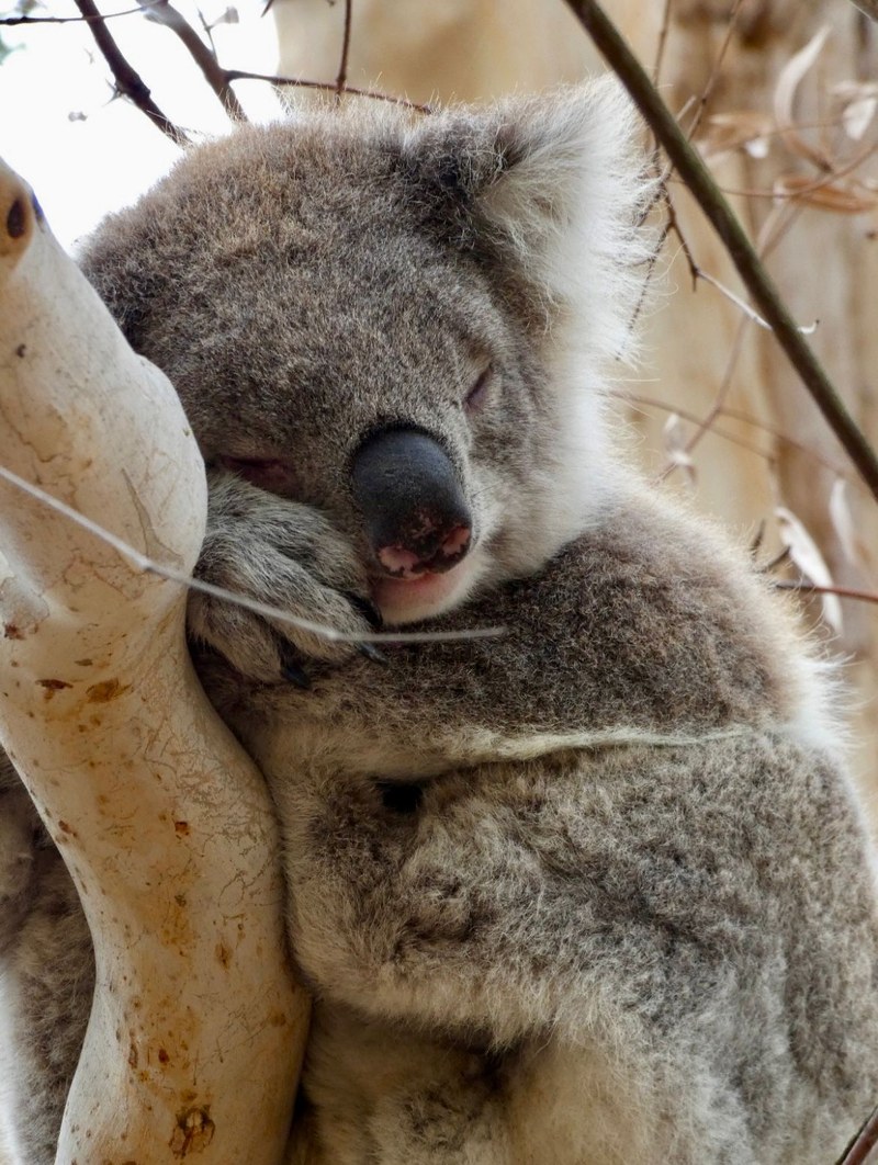 Koala.jpg