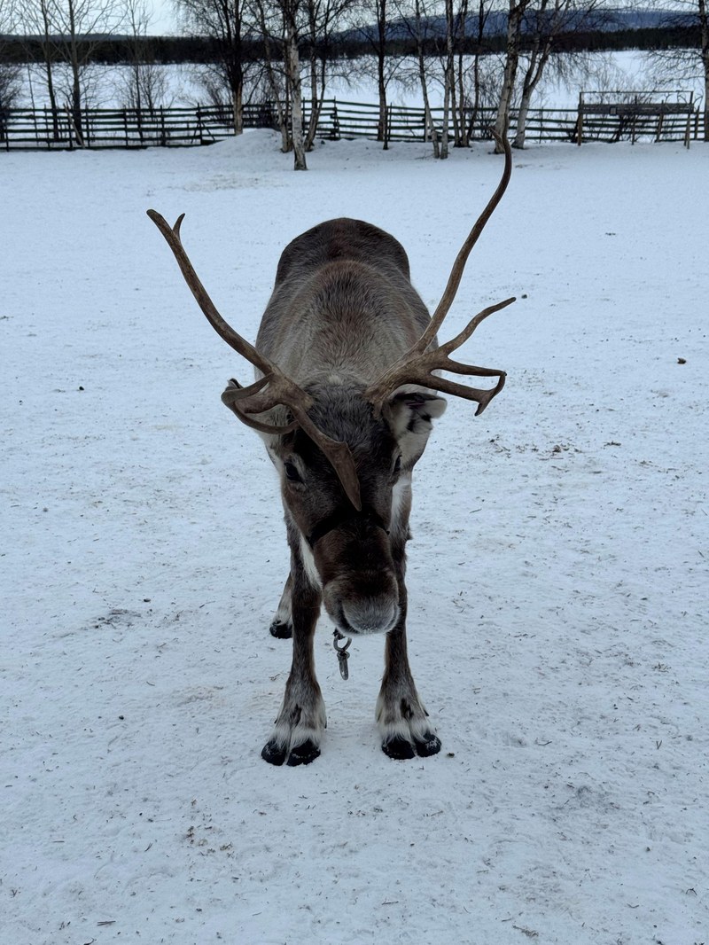 Pic5_Reindeer.jpg