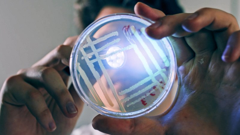 Bachelor in Life Sciences - Bioanalytik und Zellbiologie