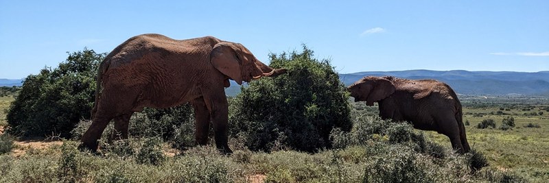 elephant-topimage.jpg