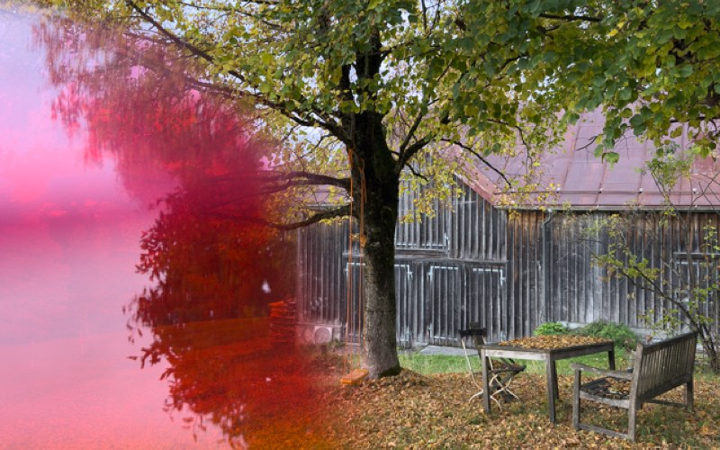 Baum