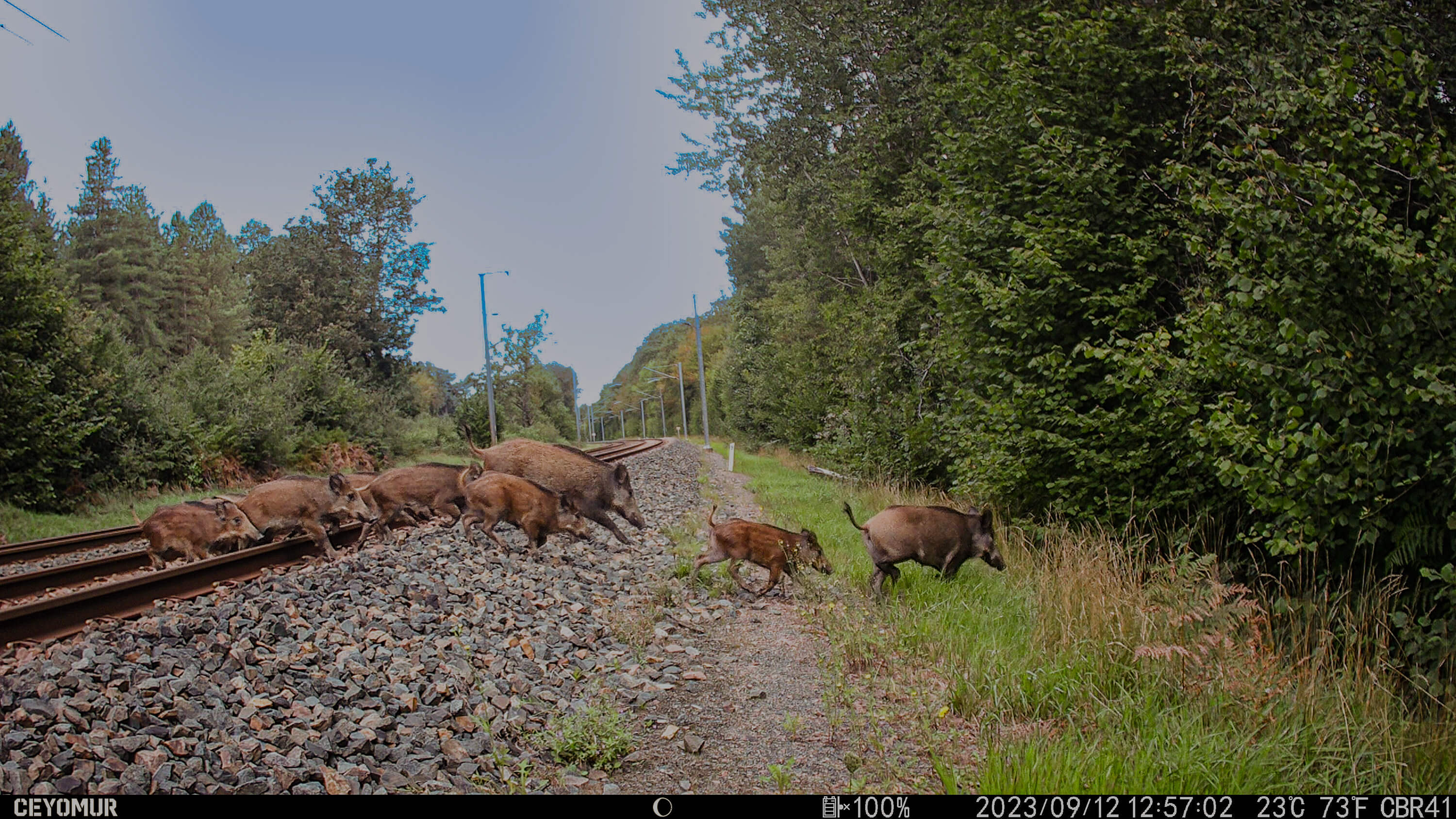 Auf Wildschwein-Rettungsmission