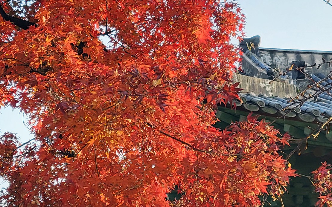 Herbst in Seoul Hyewa_bearbeitet.jpg