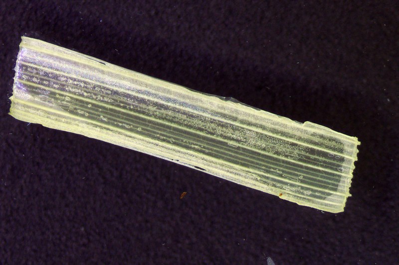 plant_stem_UV-VIS_bearbeitet.jpg