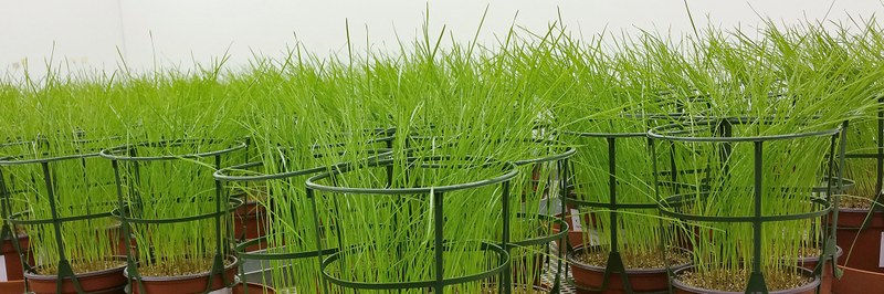 500 Grad Hitze und Kalium.jpg