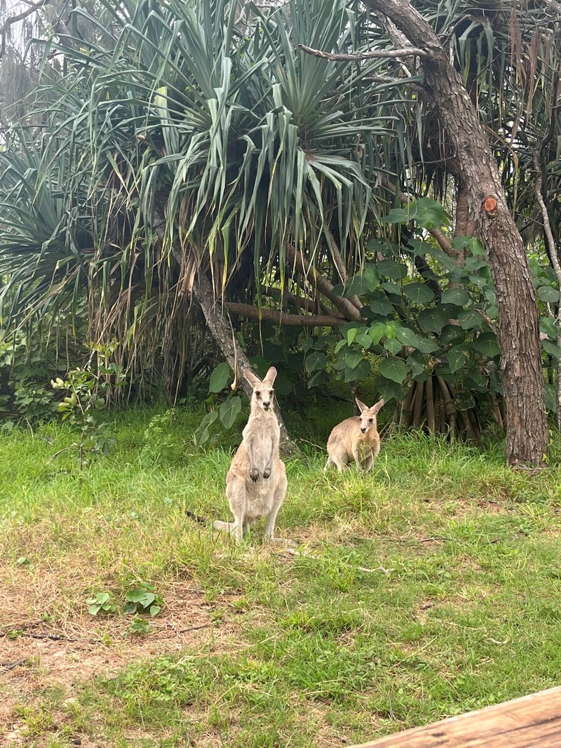 kangaroo.jpg