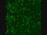 hESC_neurons_DIV34_40k.gif