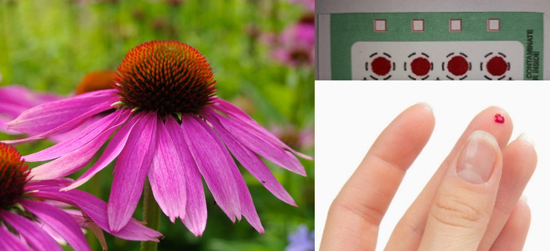 Bioverfügbarkeit Phytopharmaka.PNG