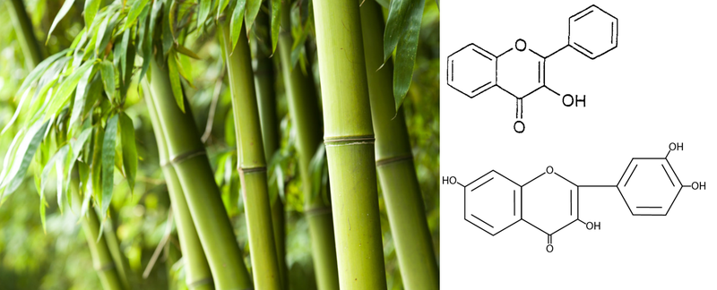 Flavonoide in Bambus.PNG