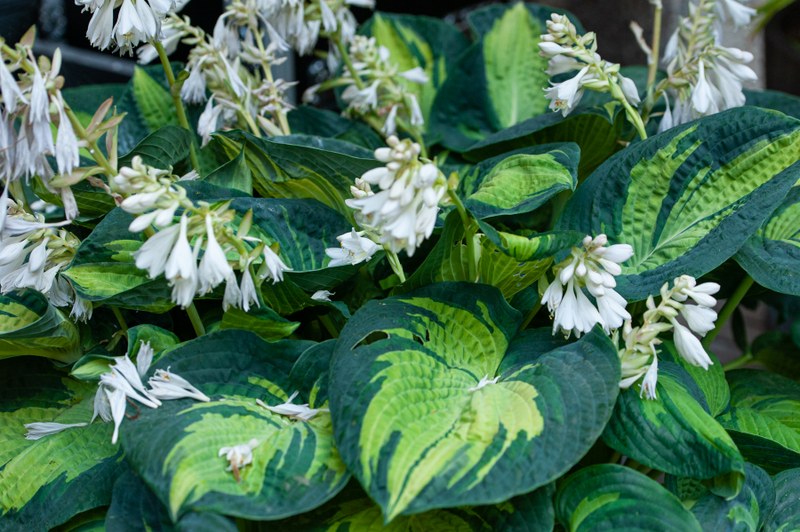 MedRen Basel 2019_© Susanna Drescher_420.jpg