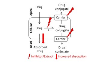 Intestinal drug absorption