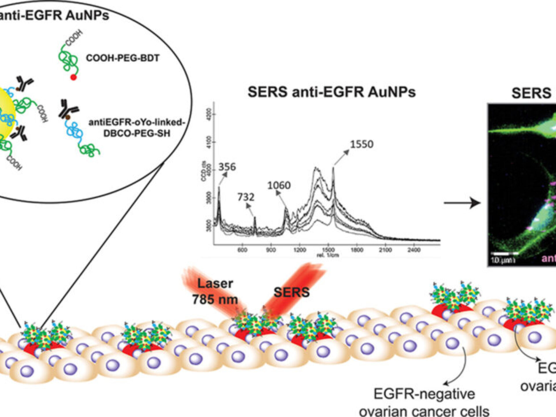 image - Two-Step PEG-Based Surface Functionalization of Gold Nanoparticles Enables Specific SERS Imaging of EGFR in an Ovarian Cancer Cell Model