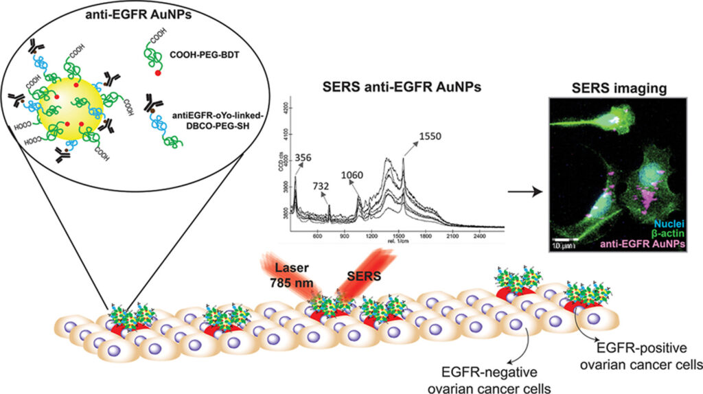 image - Two-Step PEG-Based Surface Functionalization of Gold Nanoparticles Enables Specific SERS Imaging of EGFR in an Ovarian Cancer Cell Model