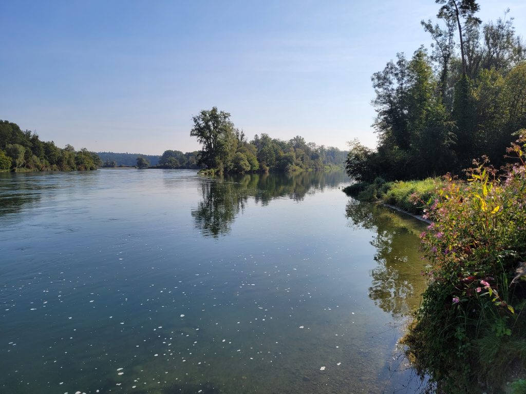 Die Thurauen an der Mündung der Thur in den Rhein