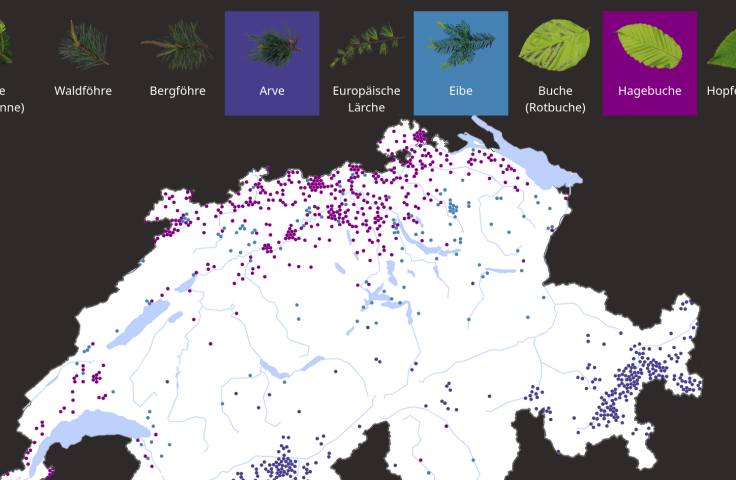 The surprising thing about the swiss forest