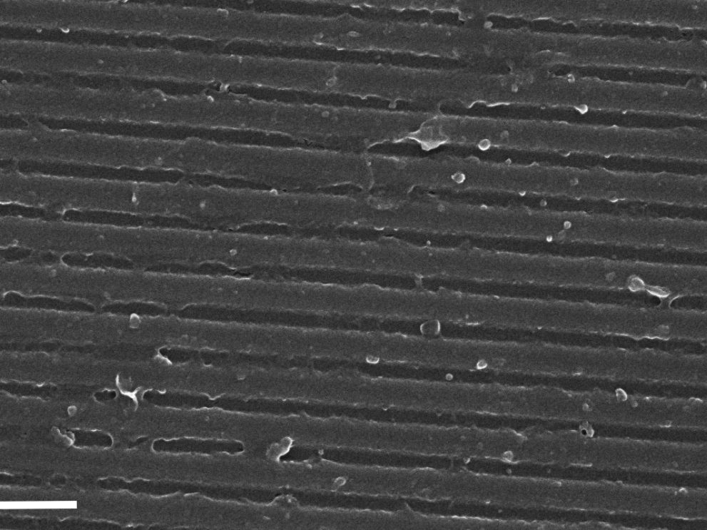 Scanning electron microscope Image of a waveguide grating after surface modification. Scale bar = 1µm