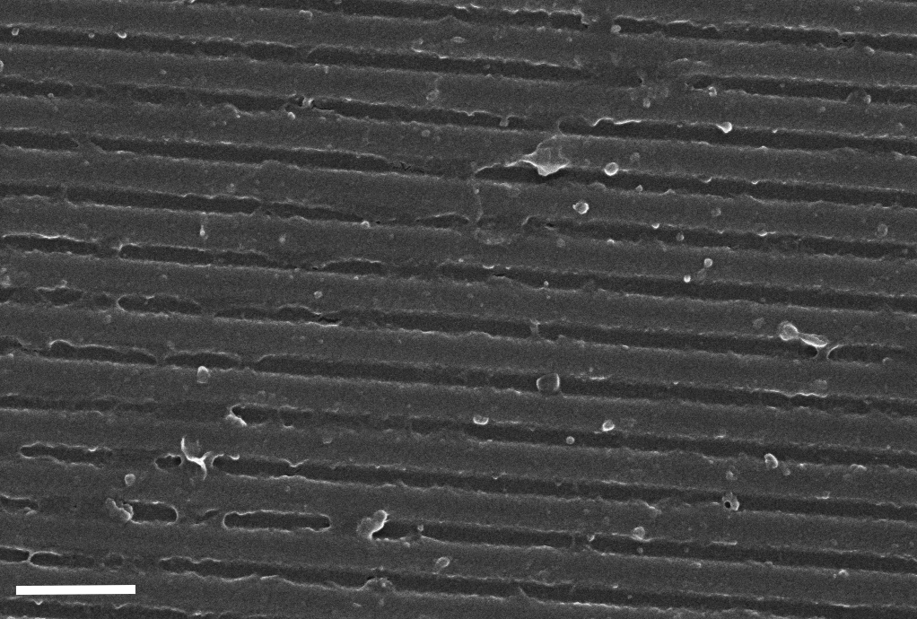 Scanning electron microscope image of a waveguide grating after surface modification. Scale bar = 1µm