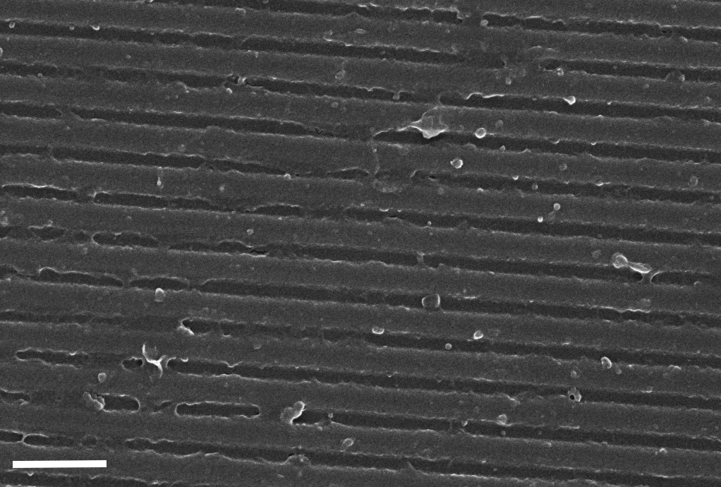 Scanning electron microscope image of a waveguide grating after surface modification. Scale bar = 1µm